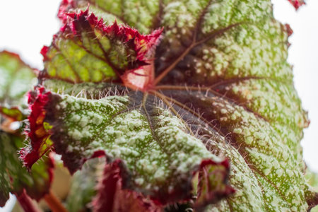 begonia plant in the potの写真素材