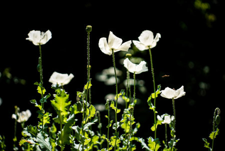 white poppies in the gardenの写真素材