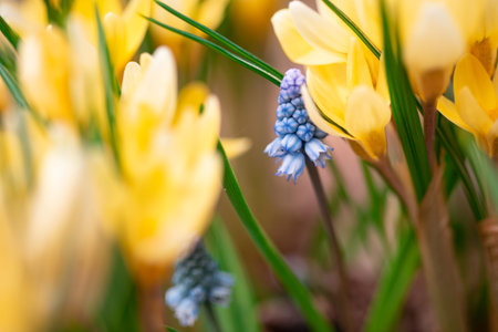 yellow crocuses and  blue muscari