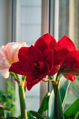 amaryllis flowers near spring windowの写真素材