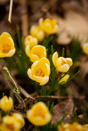 yellow crocuses in the garden