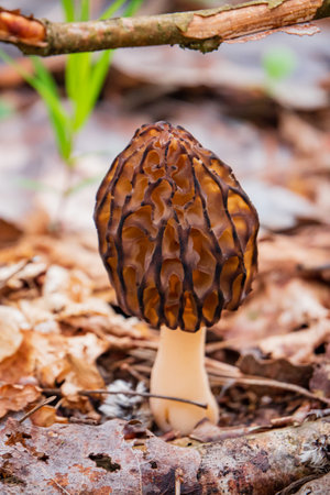 Morel mushrooms in the forestの写真素材