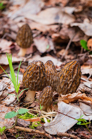 Morel mushrooms in the forest