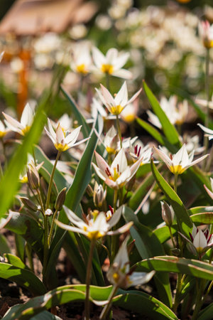 small tulips in the gardenの写真素材