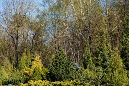Landscape design of the park with plants