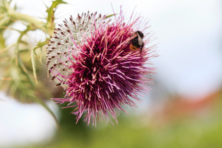bumblebee on a thistle flower in the garden. macroの写真素材