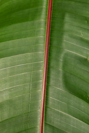 green leaf background, nature texture