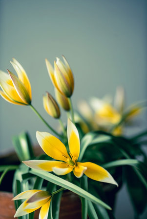 species tulips in the pot