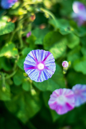 Flora. Purple flower morning Glory, close-upの写真素材