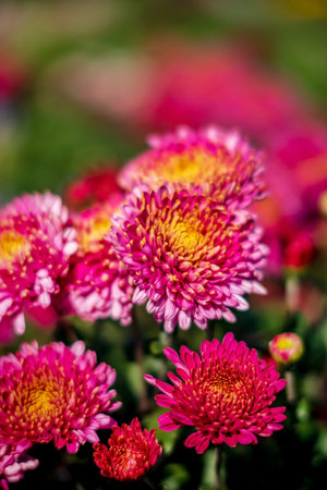 Chrysanthemum Blooming in The Gardenの写真素材