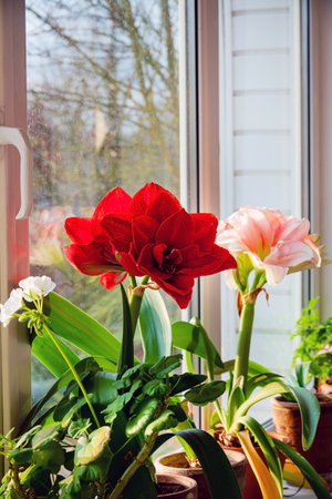 nice amaryllis on the windowの写真素材