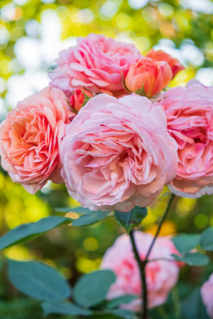 nice roses in the gardenの写真素材