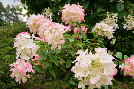 nice hydrangea in the garden