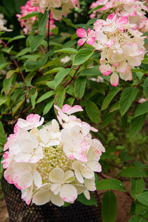 nice hydrangea in the garden