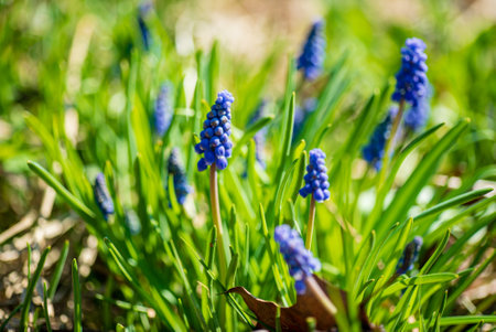 Muscari flowers in the spring forest. Shallow depth of field.の写真素材