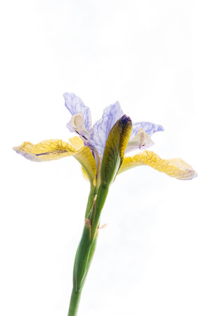 fresh iris on the white