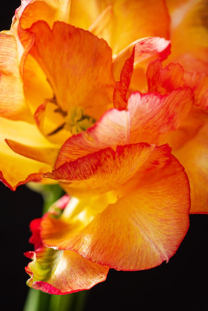 orange tulips on the black backgroundの写真素材