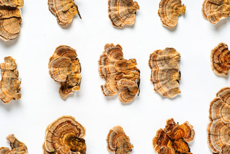 Trametes versicolor is a polypore mushroom, commonly known as turkey's tail. Isolated on white background.の写真素材