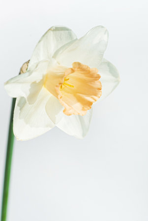 fresh narcissus on the white backgroundの写真素材