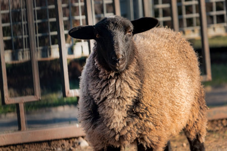 cute sheep on the farm