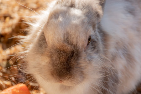 cute rabbit with carrot, close upの写真素材