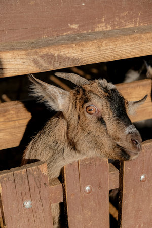 goat close up.  life. farmingの写真素材