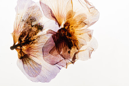 dry pelats on the whiteの写真素材