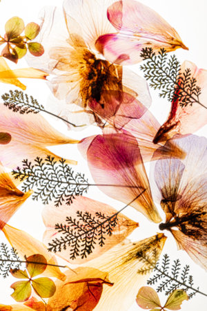 dry pelats on the whiteの写真素材