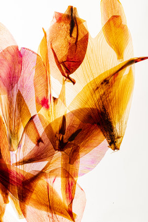 dry pelats on the whiteの写真素材