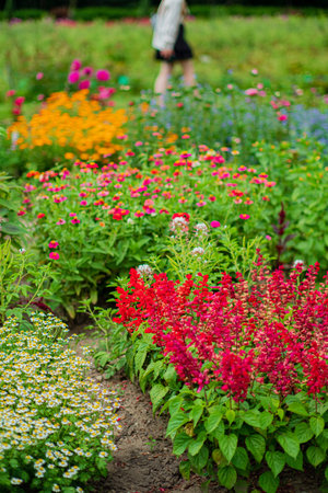 summer garden with nice flowers