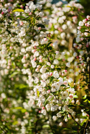 apple blossom in the gardenの写真素材