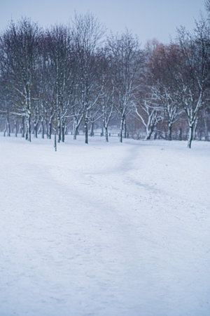 winter landscape in the parkの写真素材