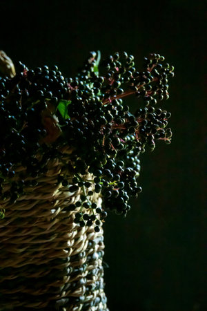 PLUSThe black elder, Sambucus nigraの写真素材