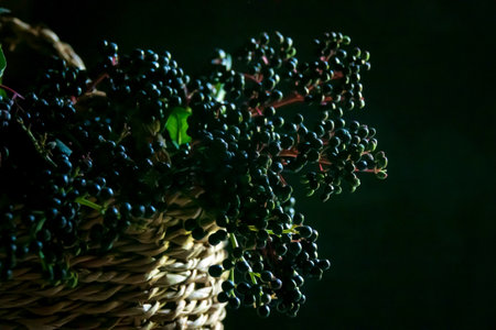 PLUS
The black elder, Sambucus nigraの写真素材