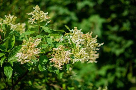 hydrangea plants in the gardenの写真素材