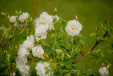 nice roses in the gardenの写真素材