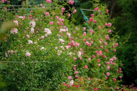 nice roses in the gardenの写真素材