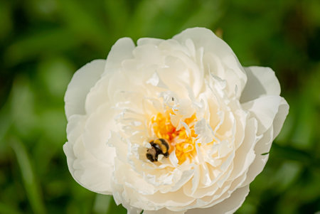 white peony in the gardenの写真素材