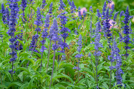 Salvia farinacea in the gardenの写真素材