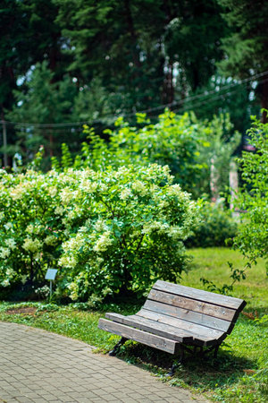 wooden bench in the garden