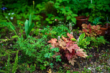flowers in the summer gardenの写真素材