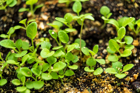 Small plants on the ground in springの写真素材