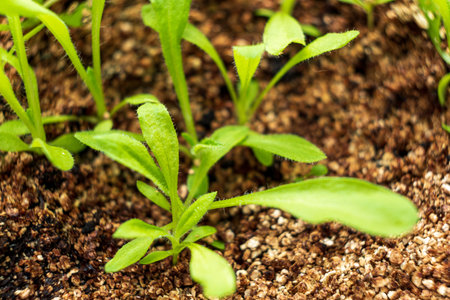 Small plants on the ground in spring