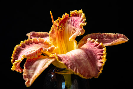 fresh flower on the black backgoundの写真素材