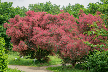 cotinus flower on the treeの写真素材