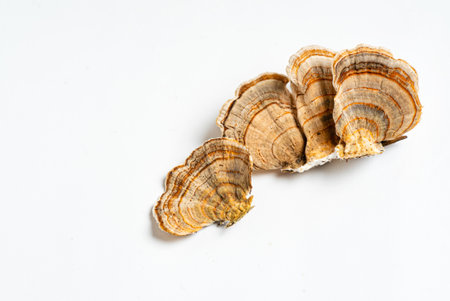 Trametes versicolor is a polypore mushroom, commonly known as turkey's tail. Isolated on white background.の写真素材