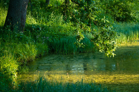 summer landscape near river, fresh greenの写真素材