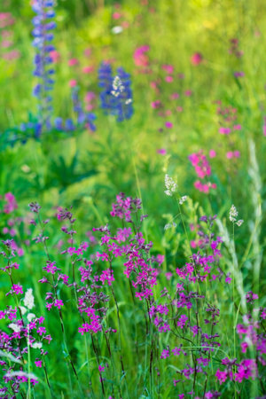 summer meadow with pink flowersの写真素材