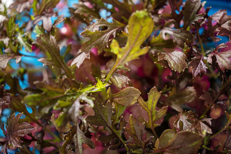 A variety of leafy greens thrive in a colorful urban garden.の写真素材