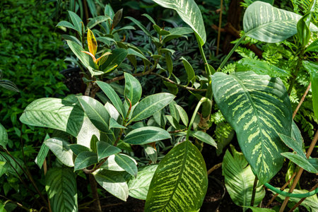 Sunlight filters through a diverse array of lush plants, casting playful shadows and highlighting various leaf patterns in a peaceful indoor garden. The rich greens create a tranquil atmosphere.の写真素材